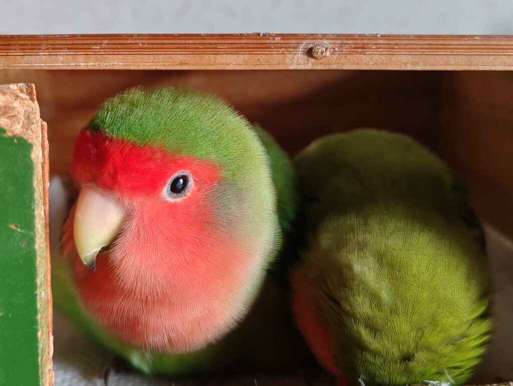 わさびとすだち