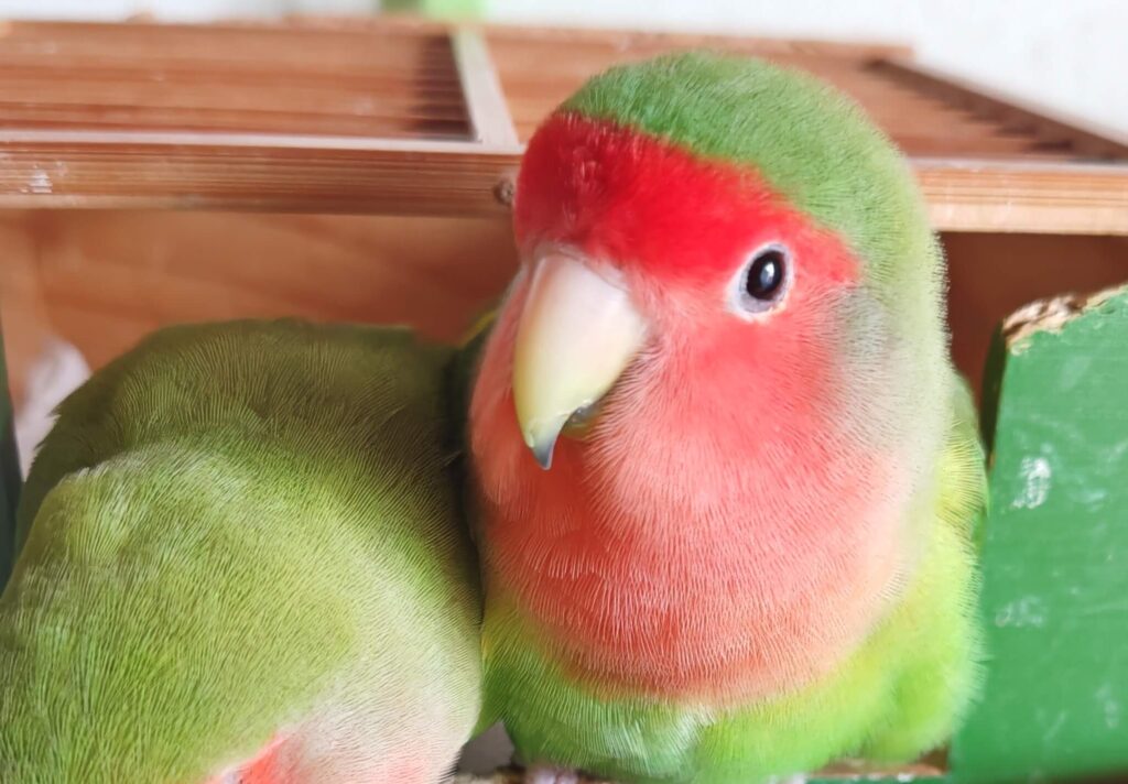 わさびとすだち