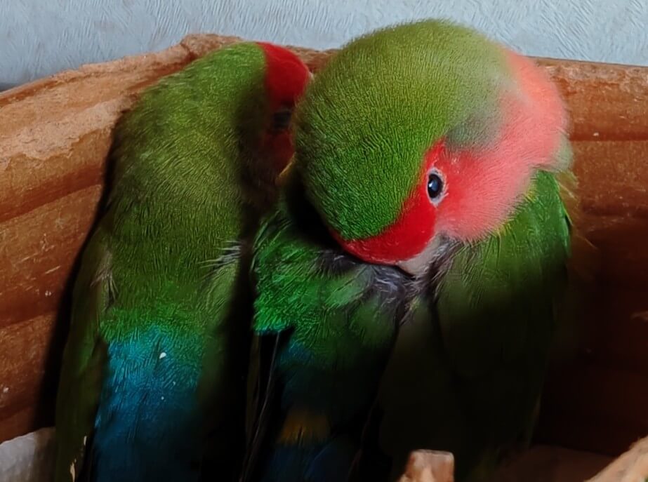 わさびとすだち