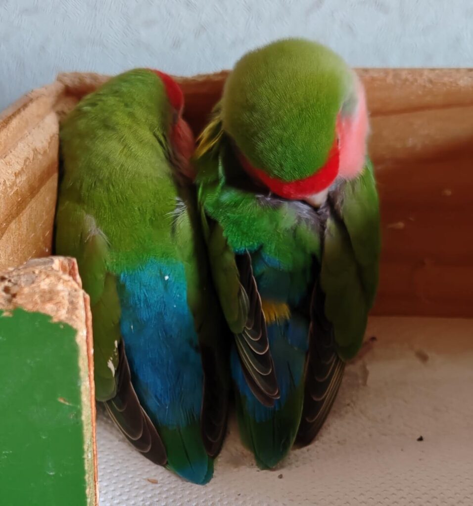 わさびとすだち