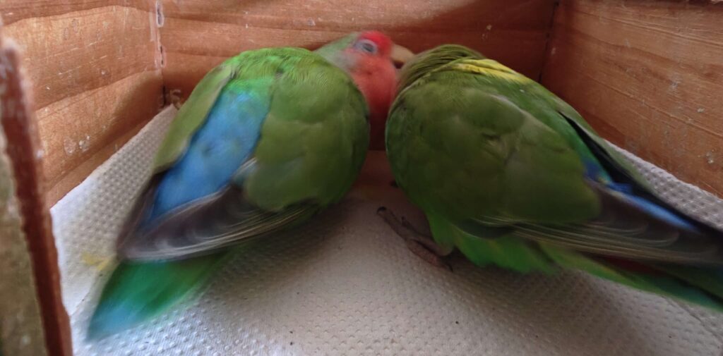 わさびとすだち