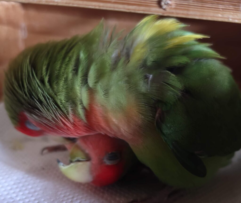 わさびとすだち