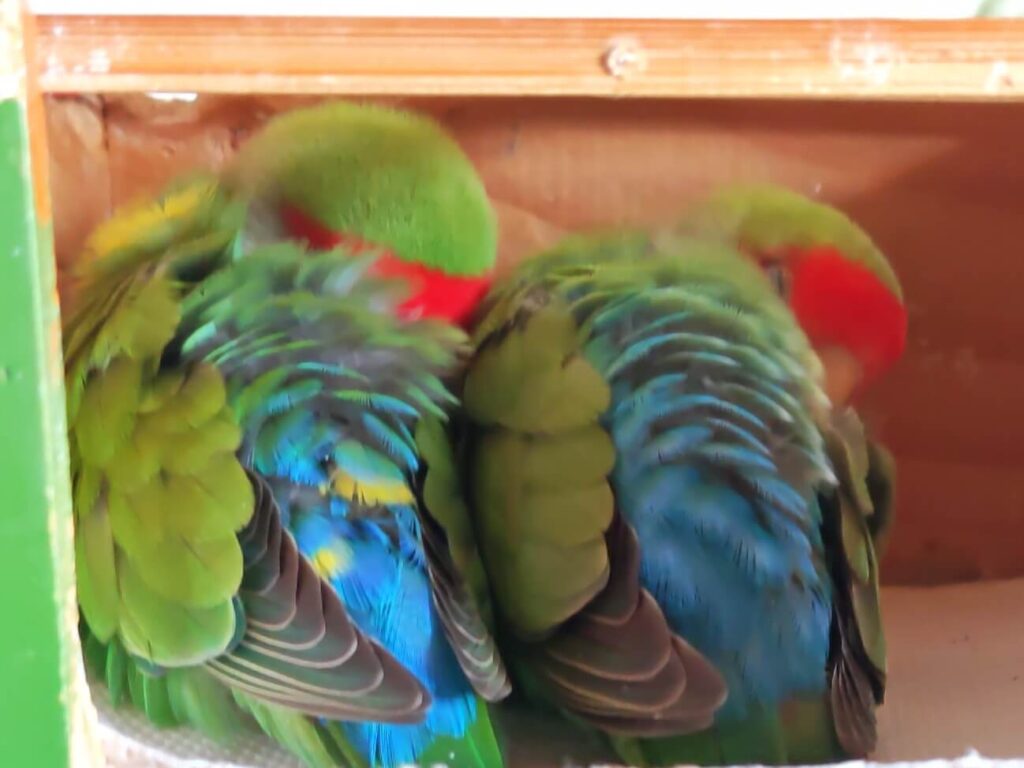 わさびとすだち