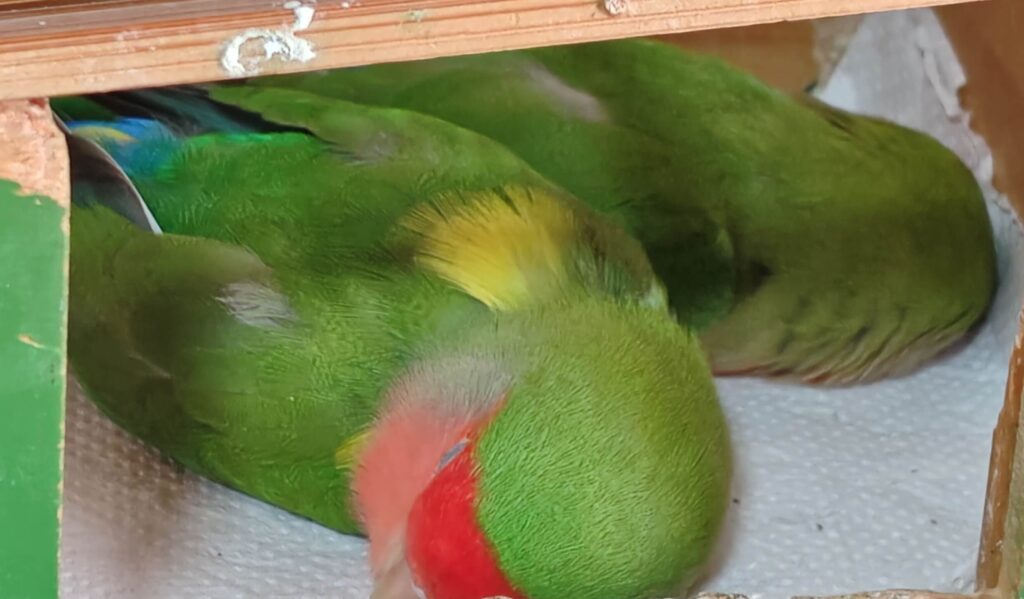 わさびとすだち