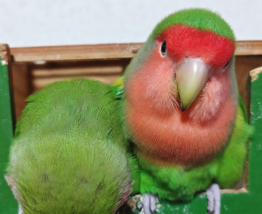 わさびとすだち