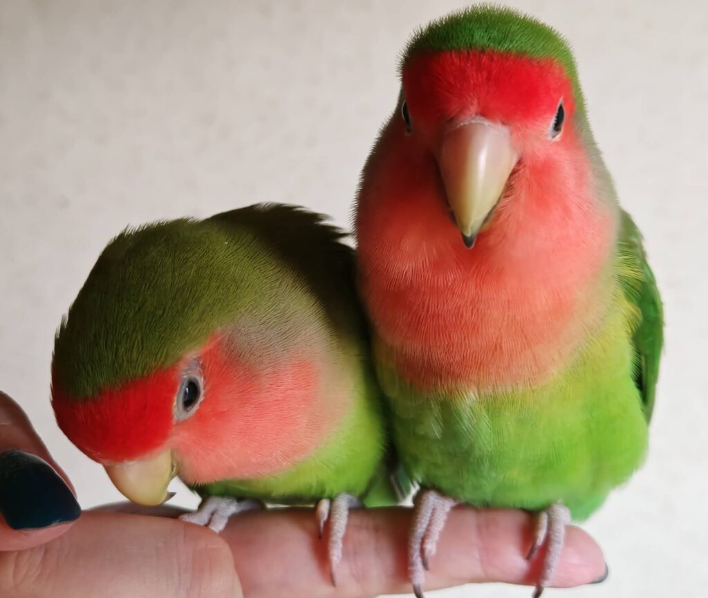 すだちとわさび