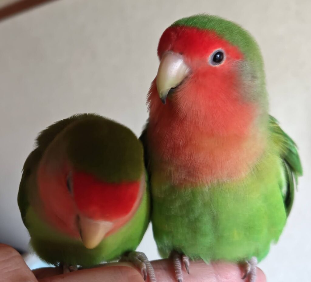 すだちとわさび