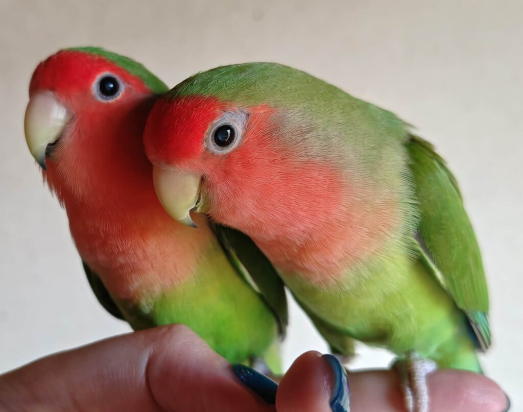 すだちとわさび