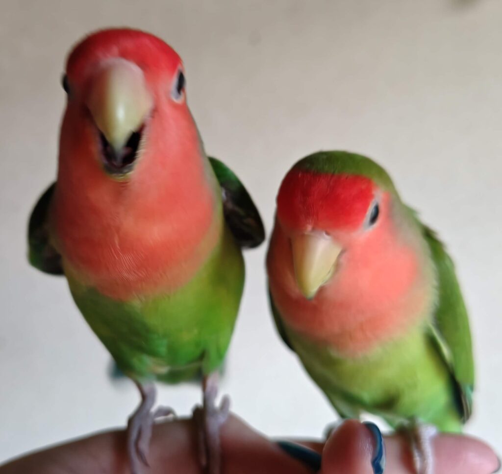 すだちとわさび