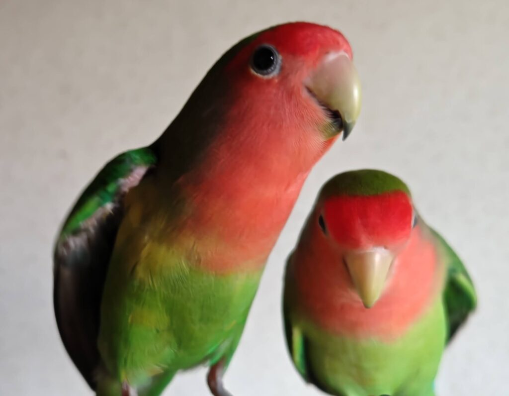 すだちとわさび