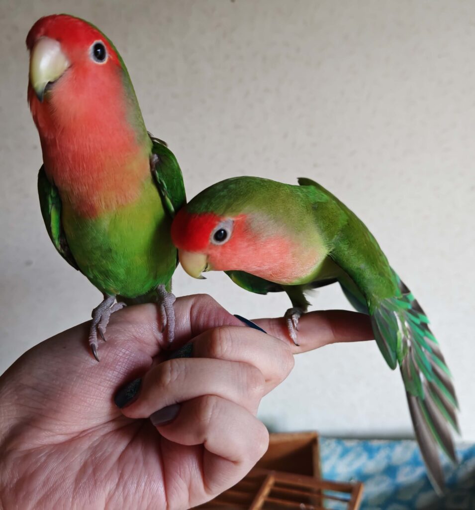 すだちとわさび