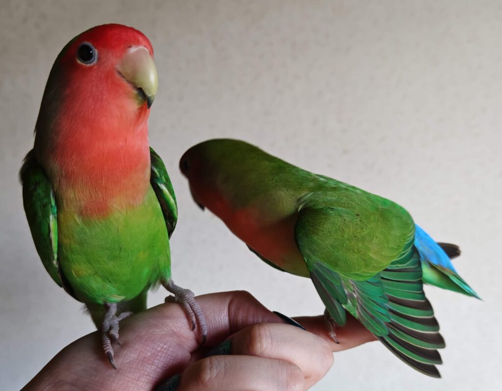 すだちとわさび