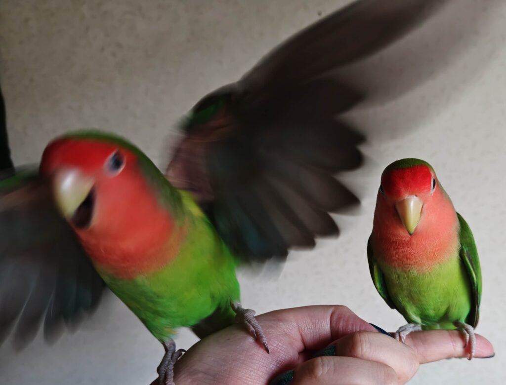 すだちとわさび