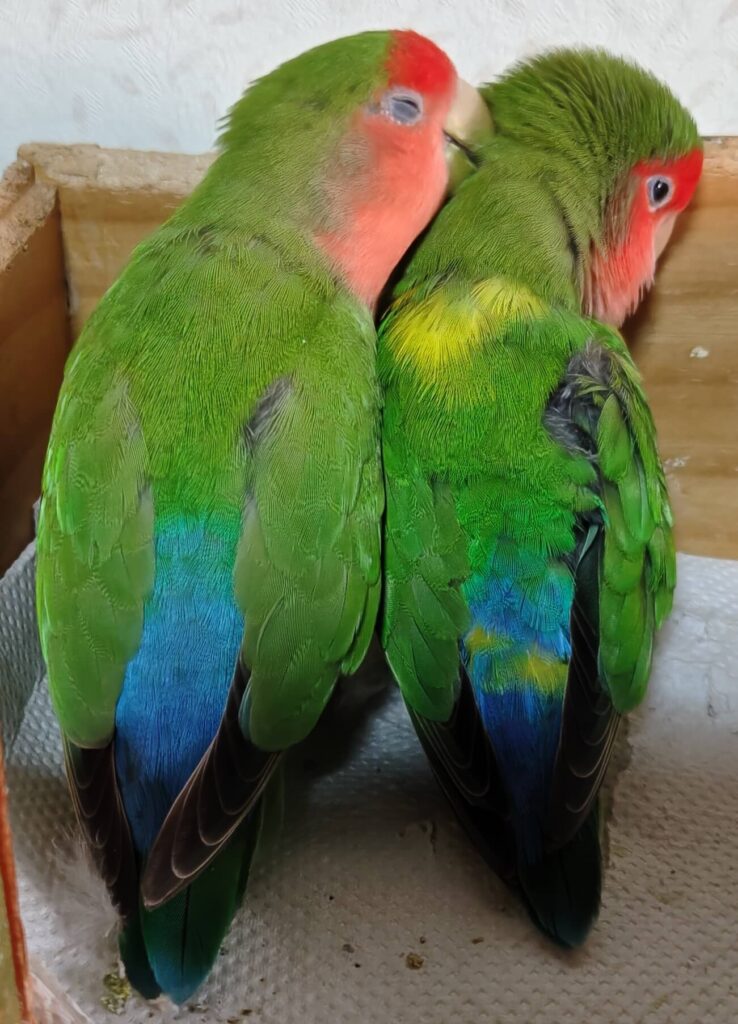 すだちとわさび