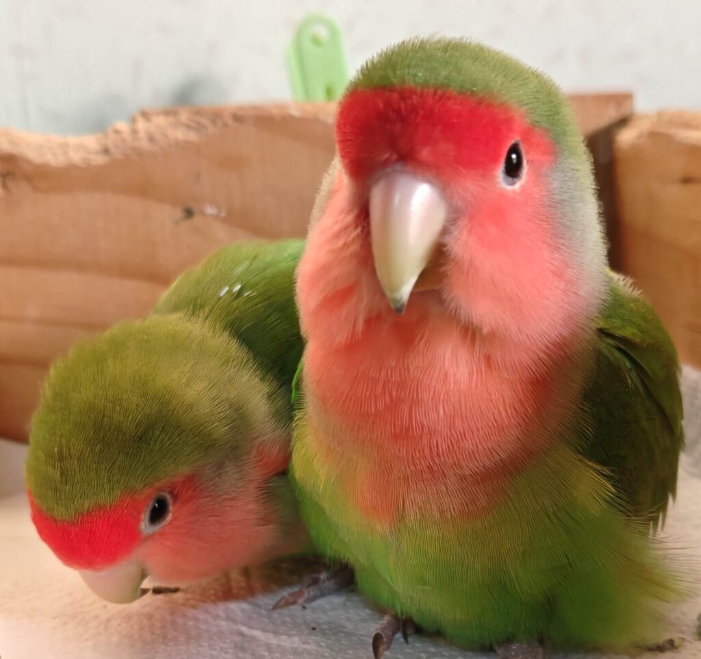 わさびとすだち