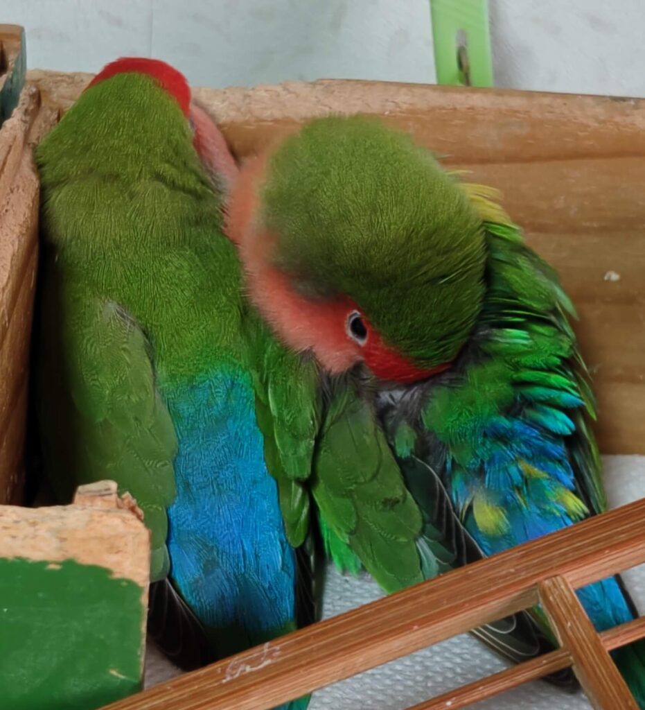 すだちとわさび