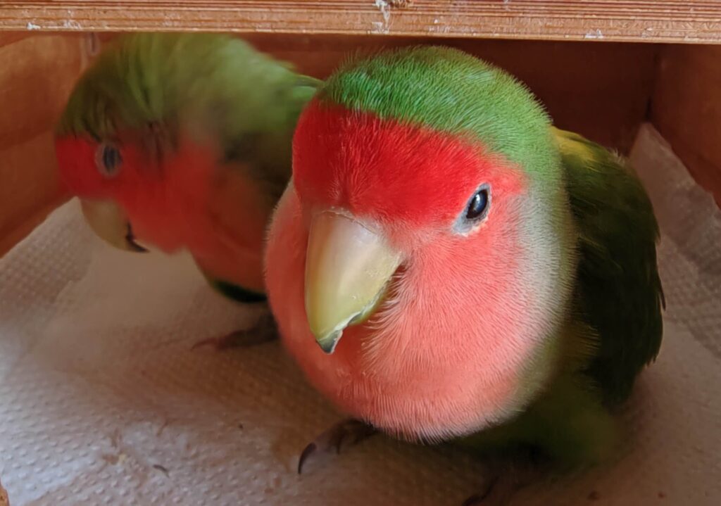 すだちとわさび