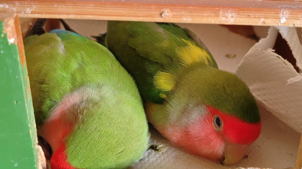 すだちとわさび