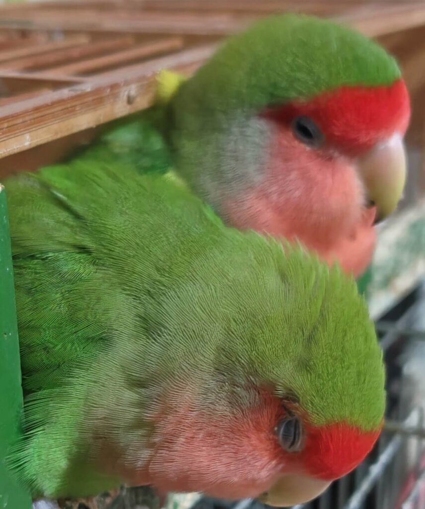 すだちとわさび