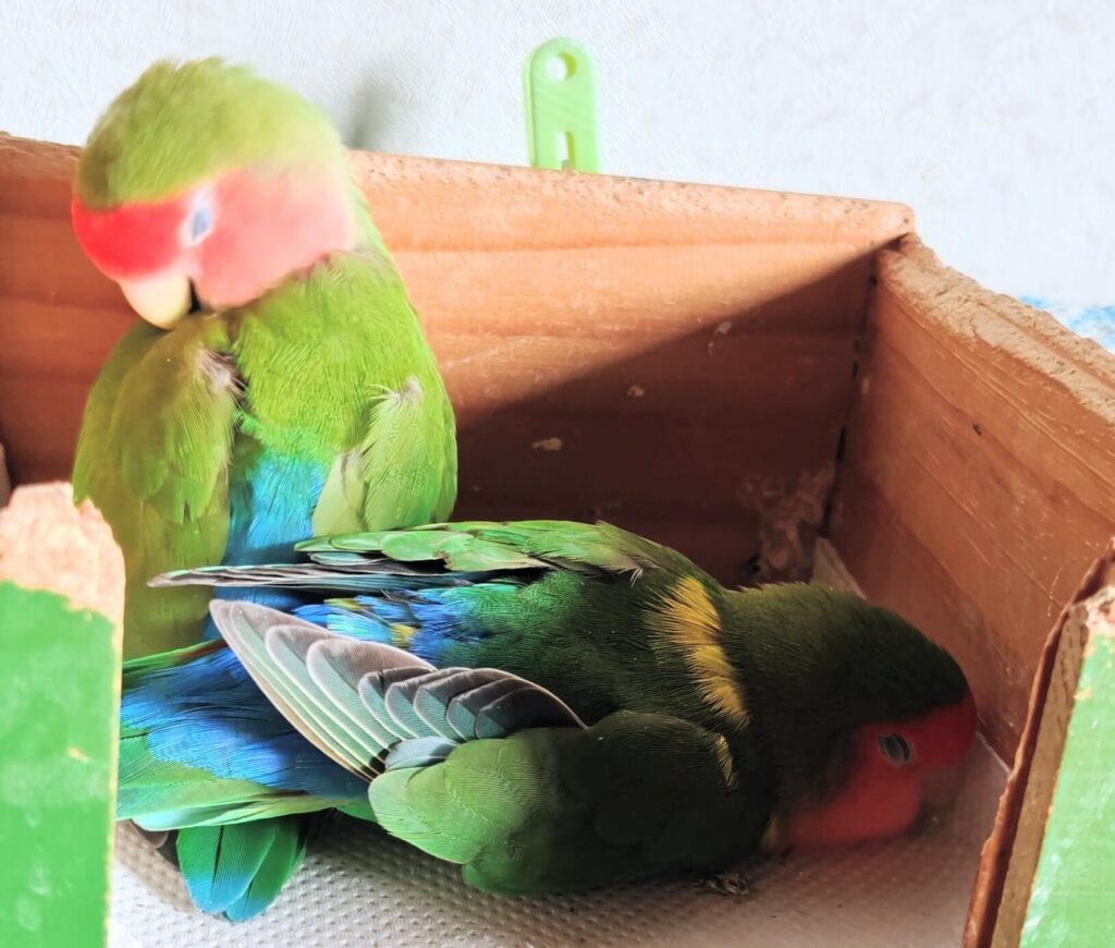 すだちとわさび