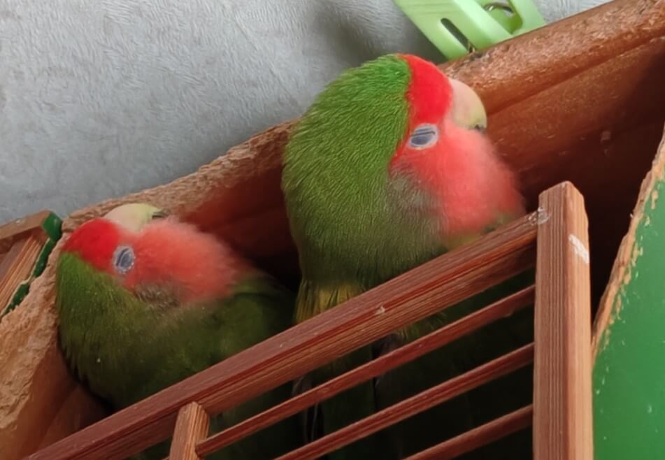 すだちとわさび