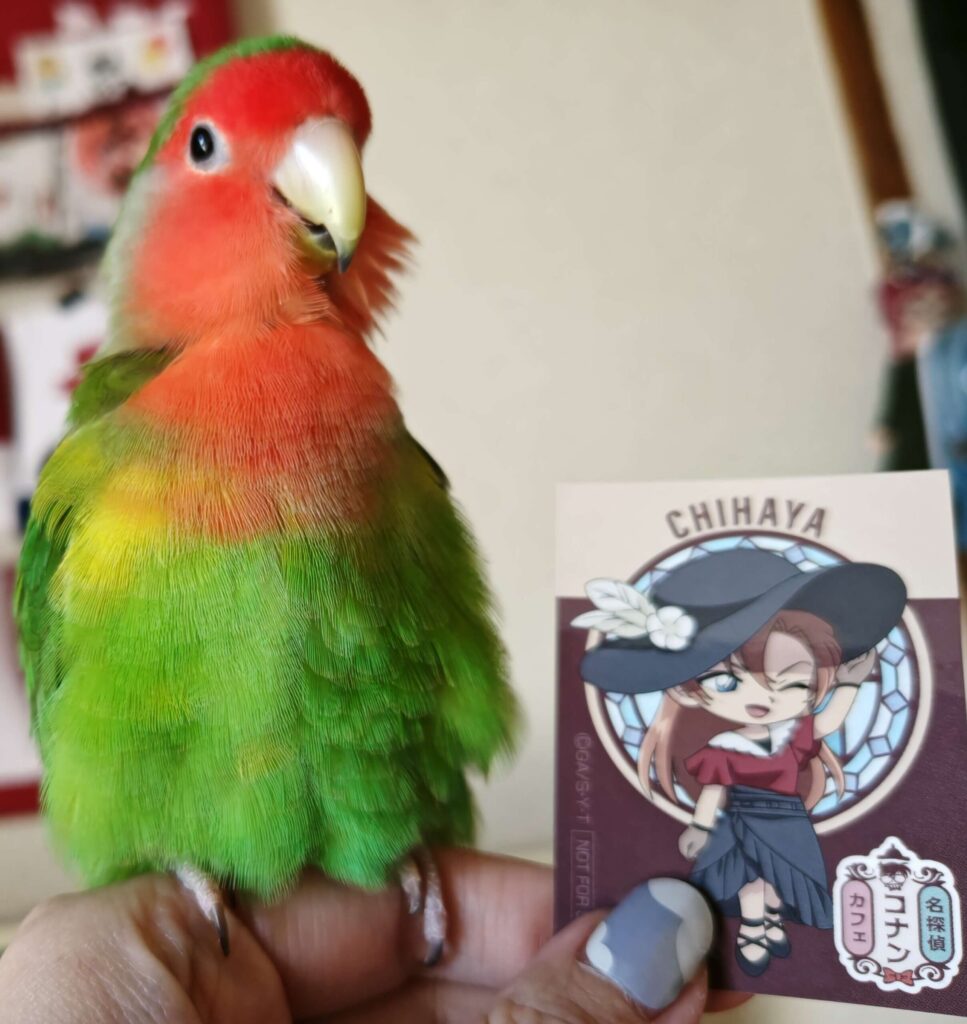 名探偵コナンカフェ2026