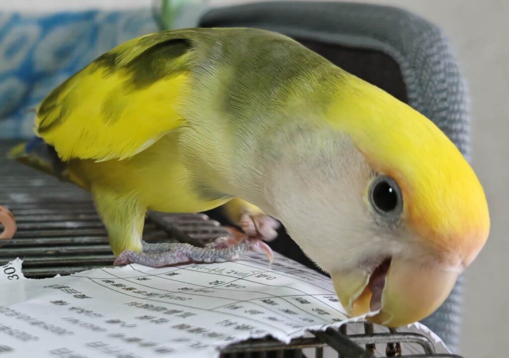 よもぎ