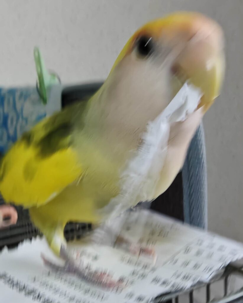 よもぎ
