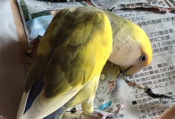 よもぎ