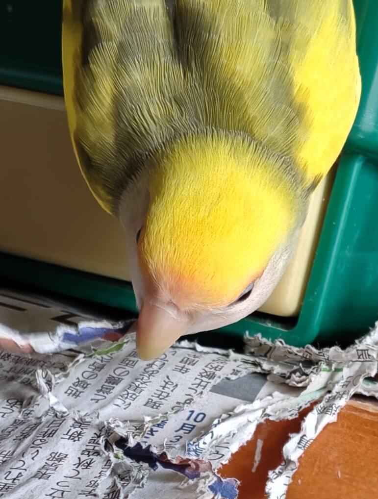 よもぎ