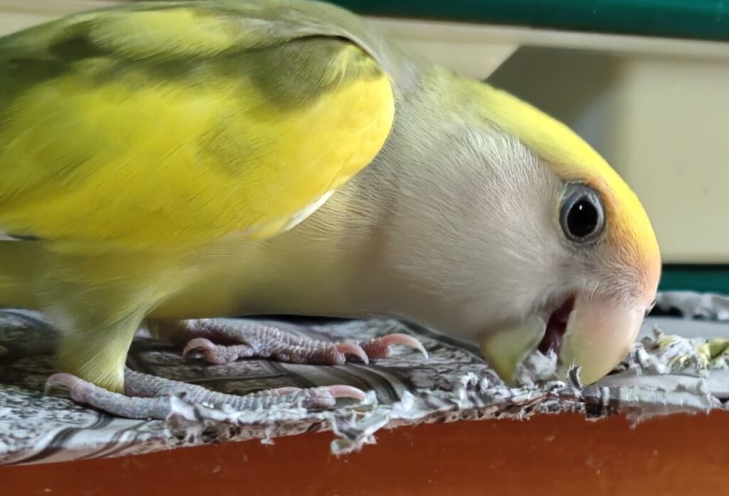 よもぎ