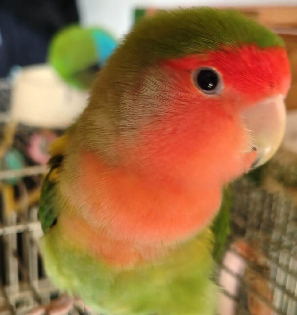 わさび