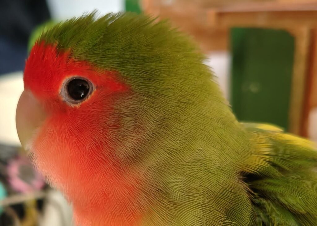 わさび