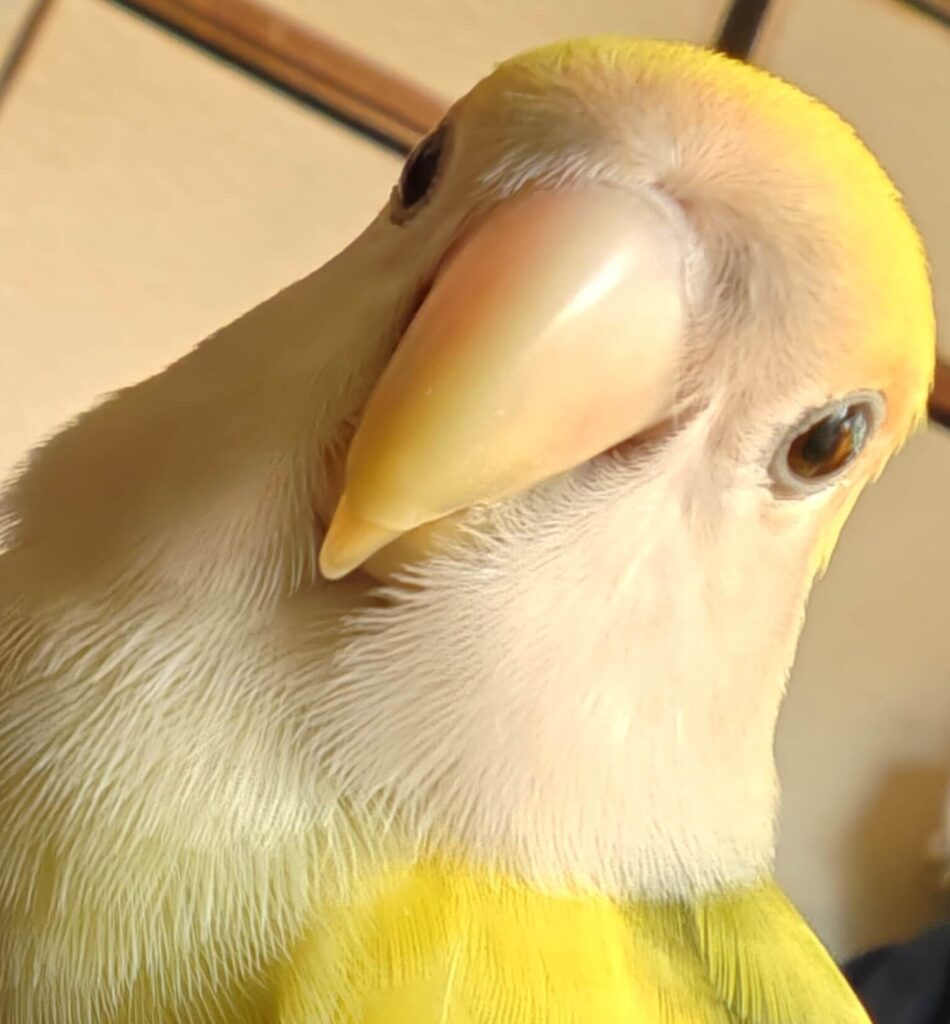 よもぎ