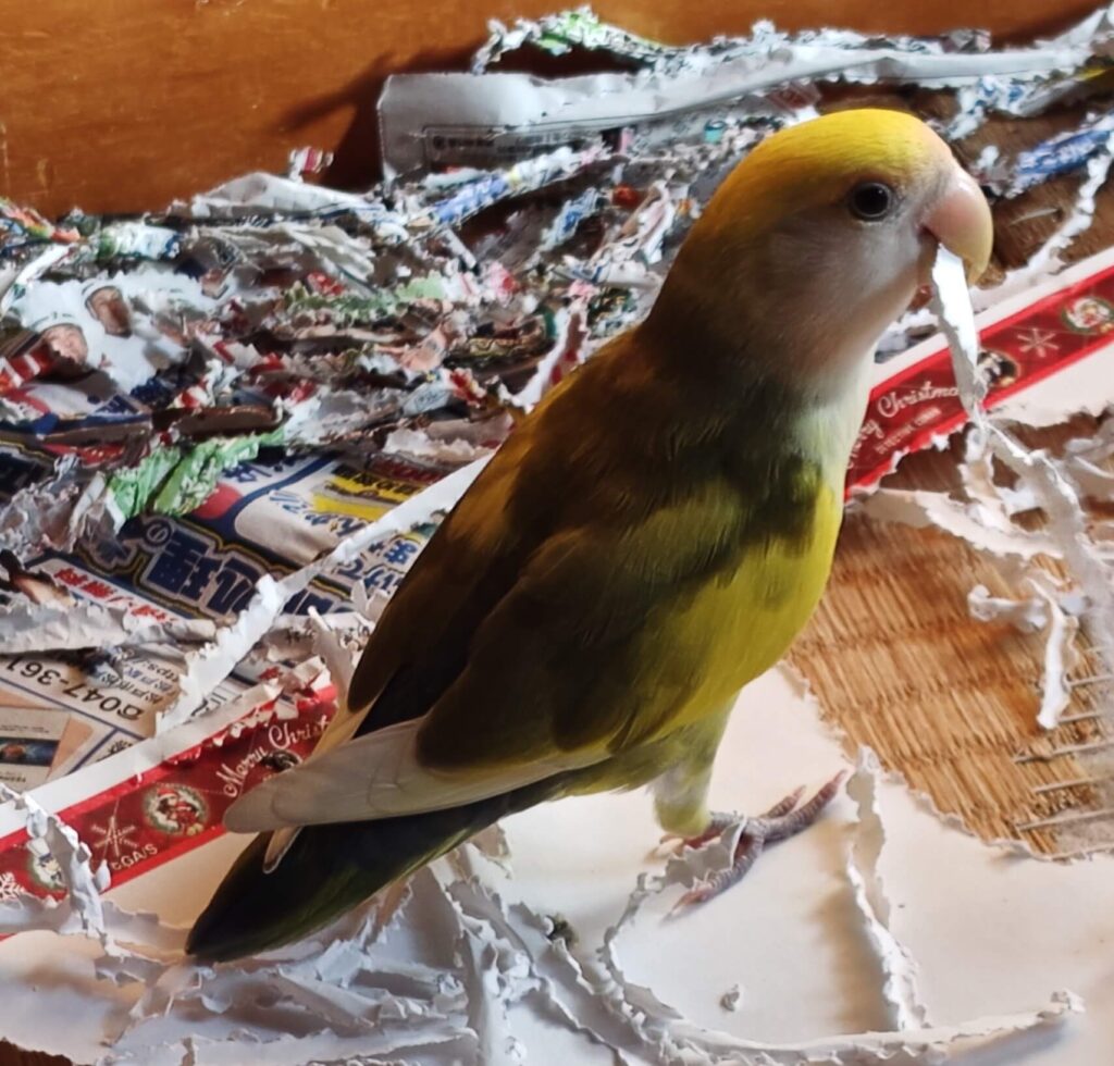 よもぎ