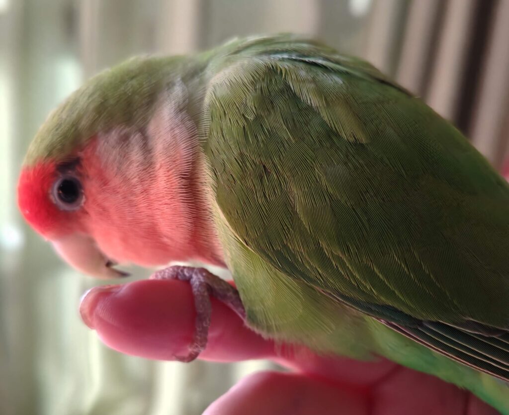 すだち