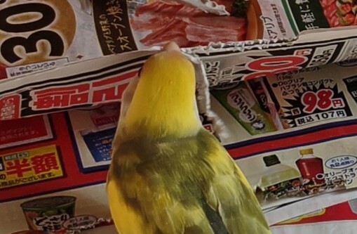 よもぎ