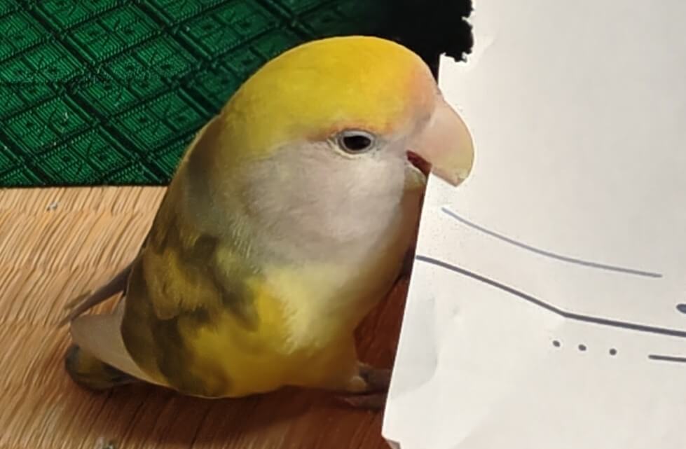 よもぎ