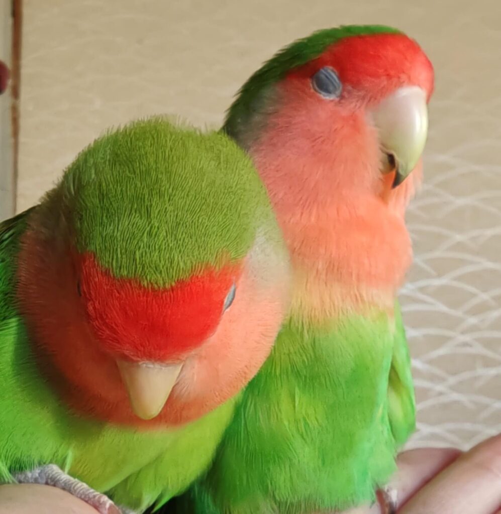 わさびとすだち