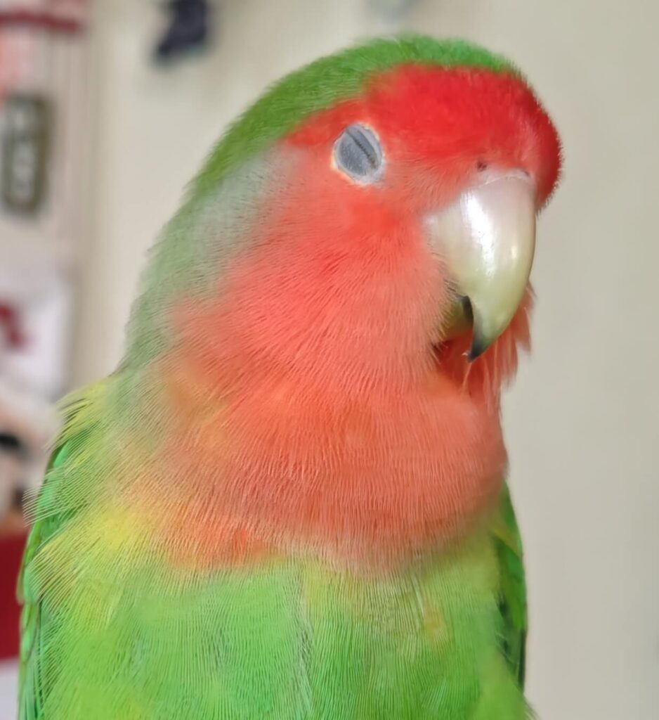 わさび