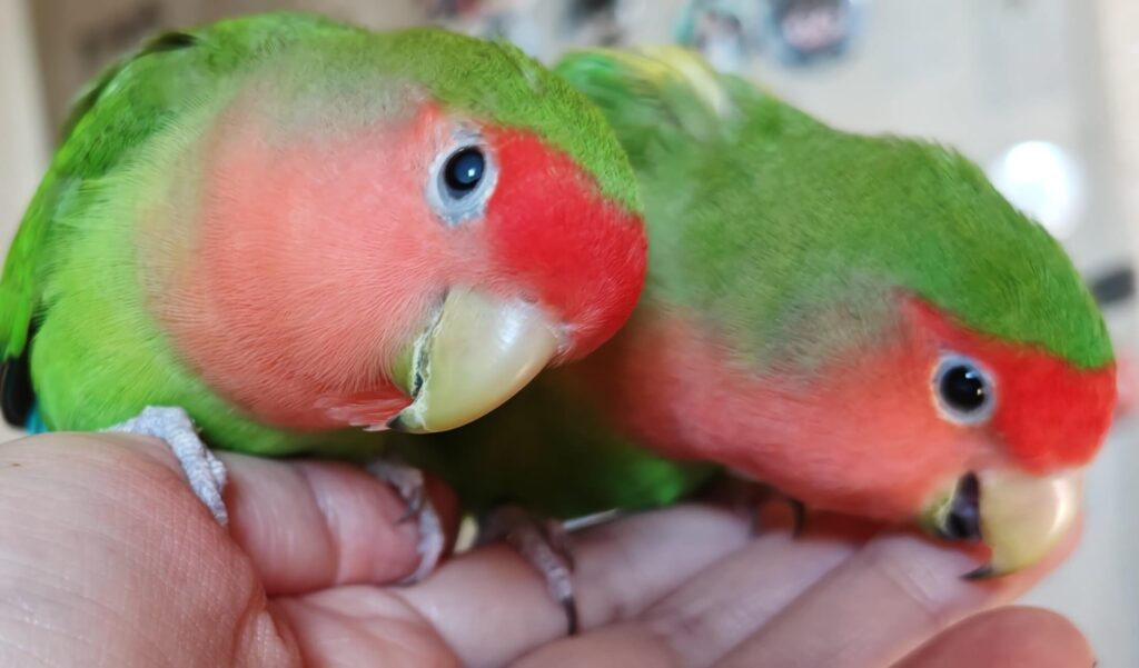 わさびとすだち