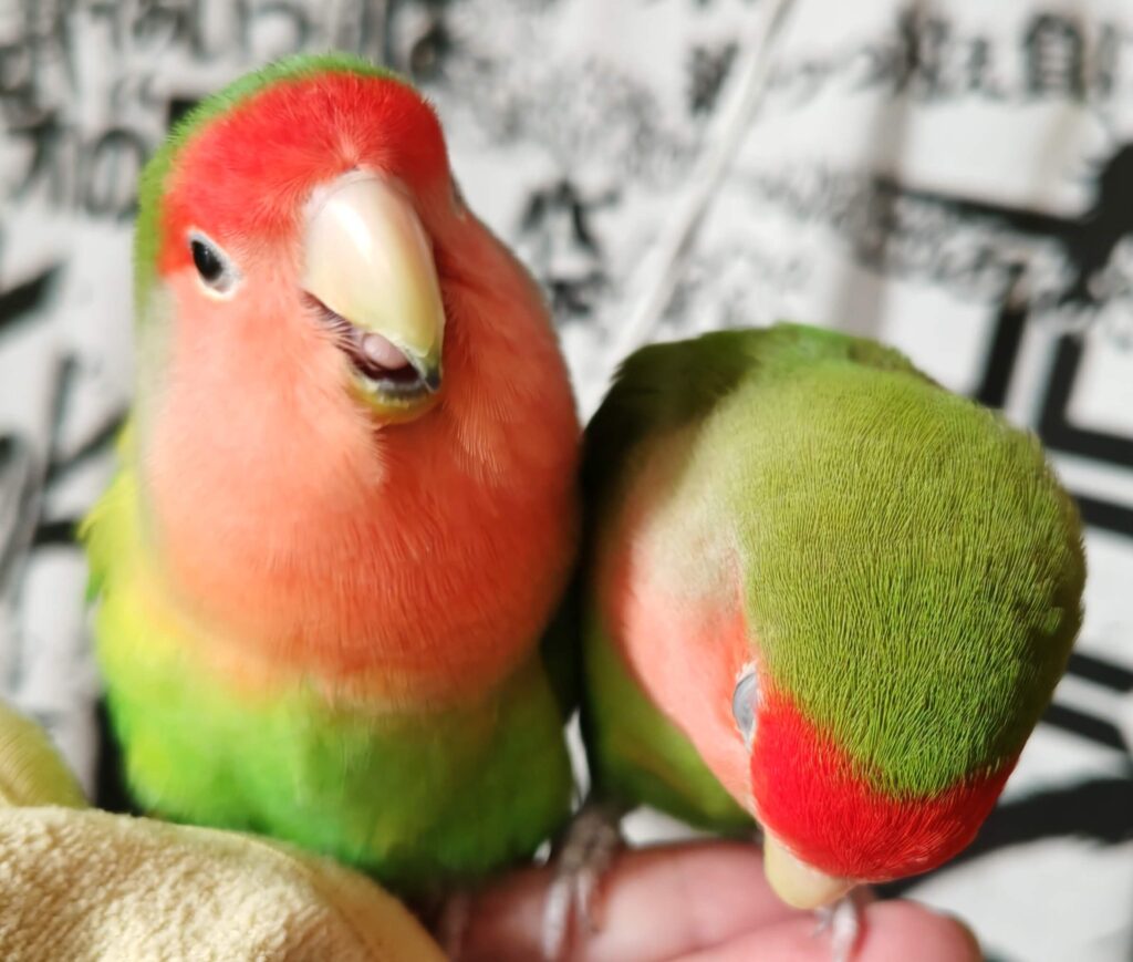 わさびとすだち