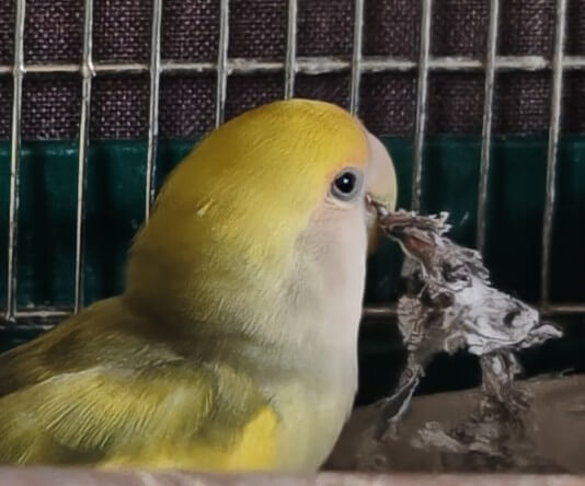 よもぎ