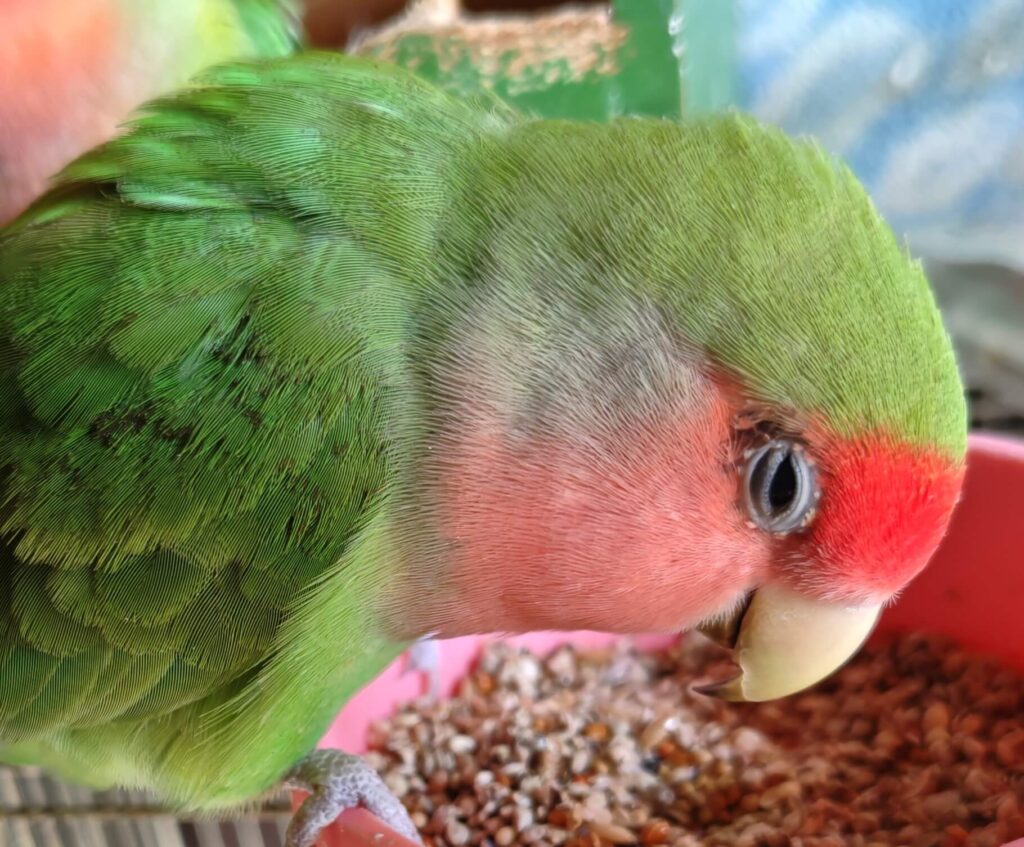 すだち