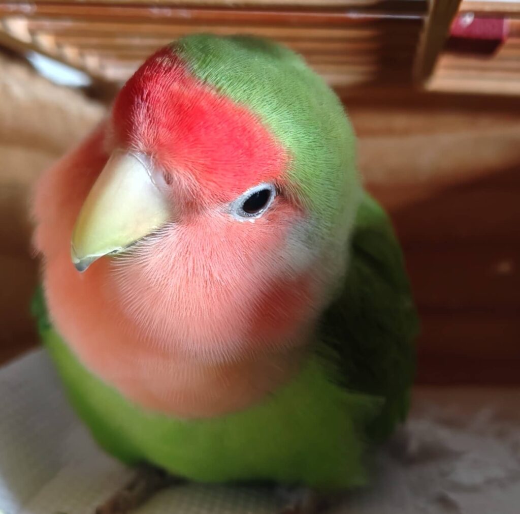 すだち