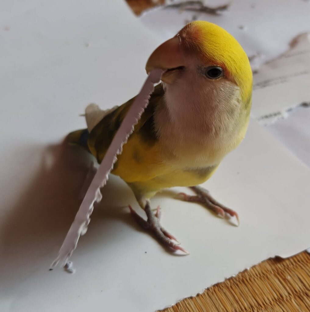よもぎ