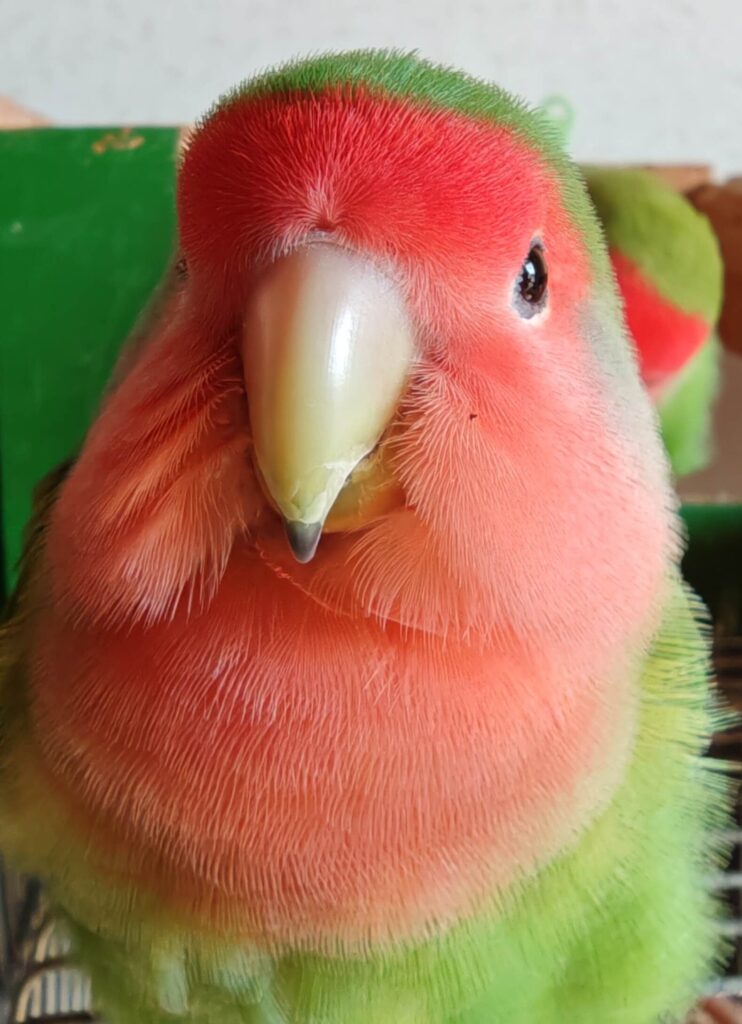 わさび