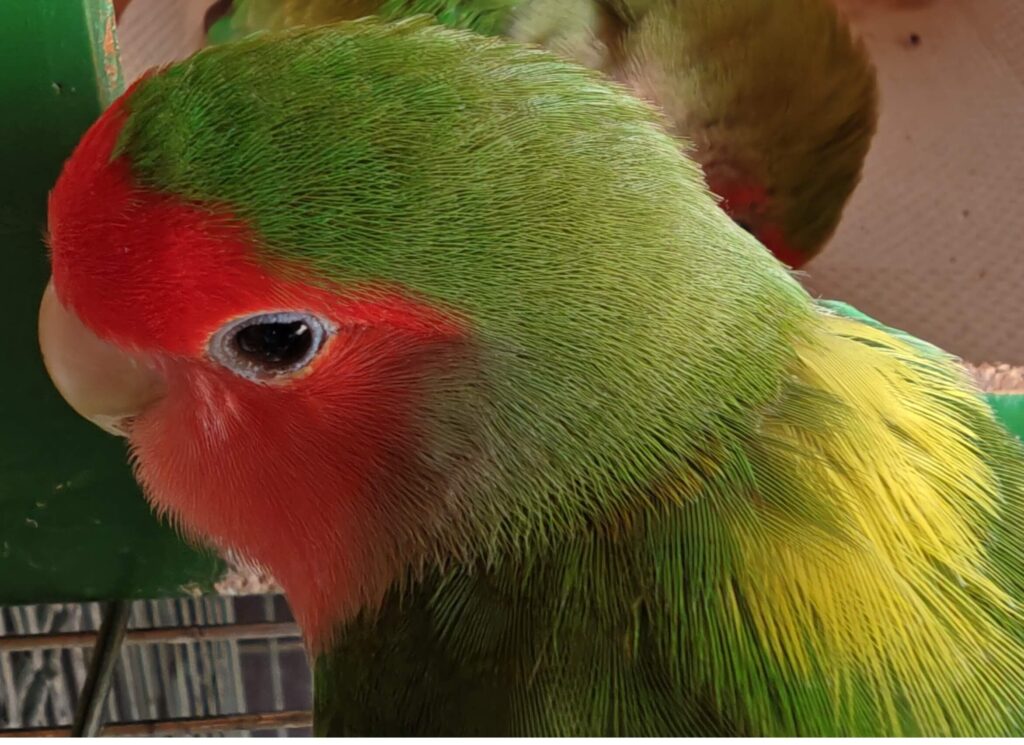 わさび