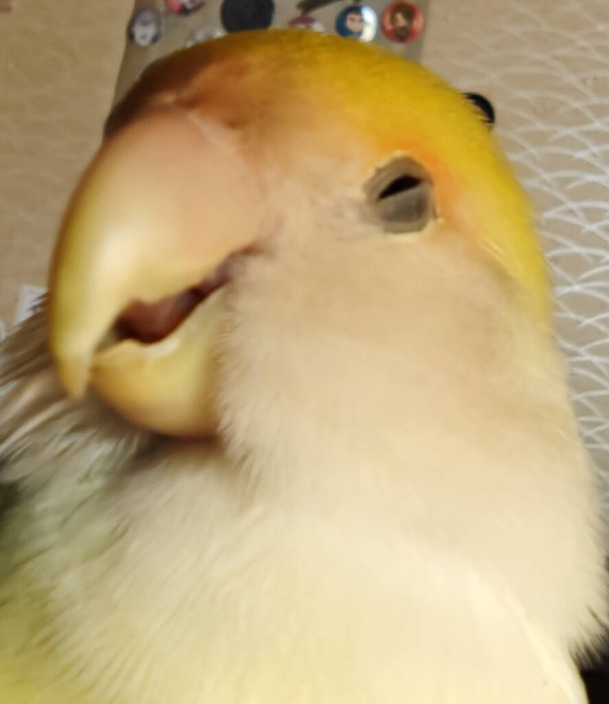 よもぎ