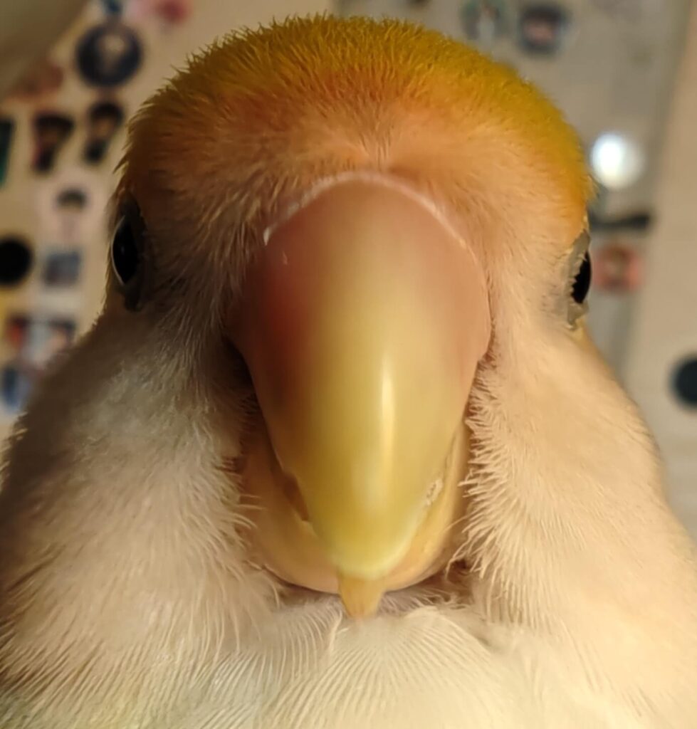 よもぎ